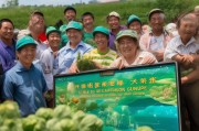 西安蔬菜移栽补贴申请指南，政策红利直达田间，助力菜农增收增效