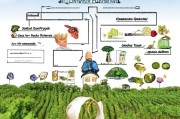 农业种植补贴申请条件全攻略，从政策解读到实操落地，助您精准申领惠农资金